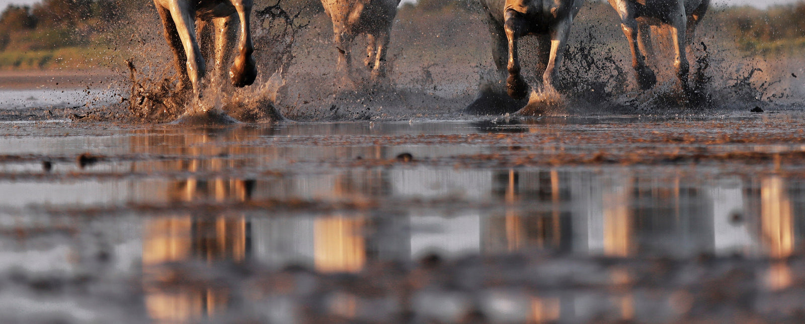 Så tar du hand om hovarna vid säsongsskiftet från sommar till höst