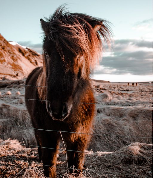 Hjälp din häst under pälsfällningen