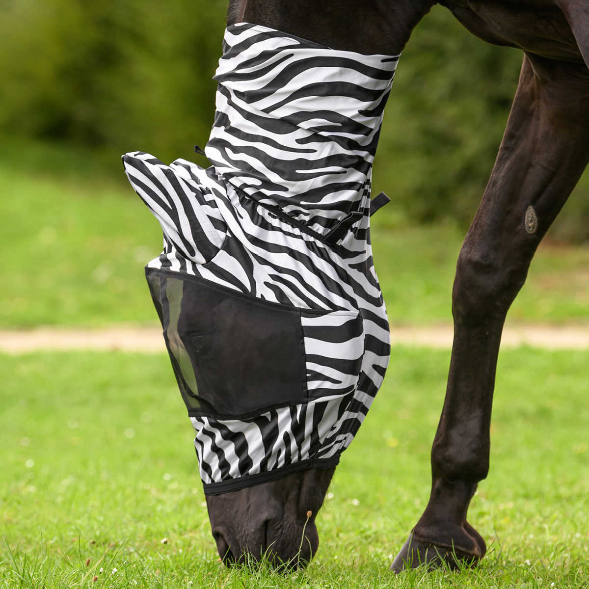 Eksemhuva Zebra Waldhausen