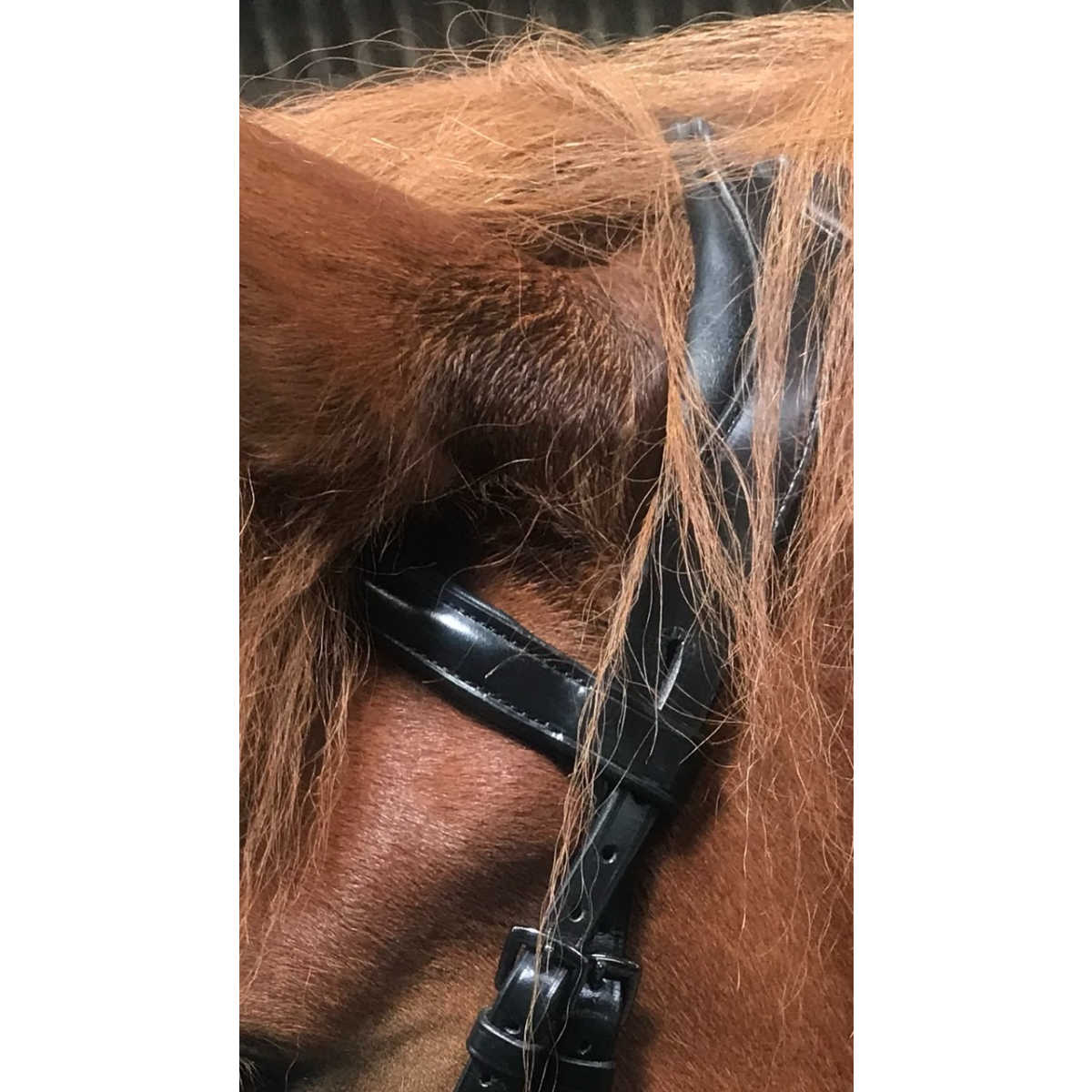 Vals Soft träns, ergonomiskt med hannoveriansk nosgrimma