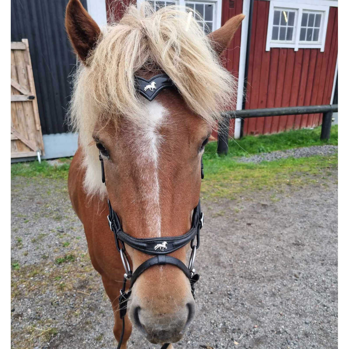 Kombinerad nosgrimma Kombi, i svart läder, med hästemblem