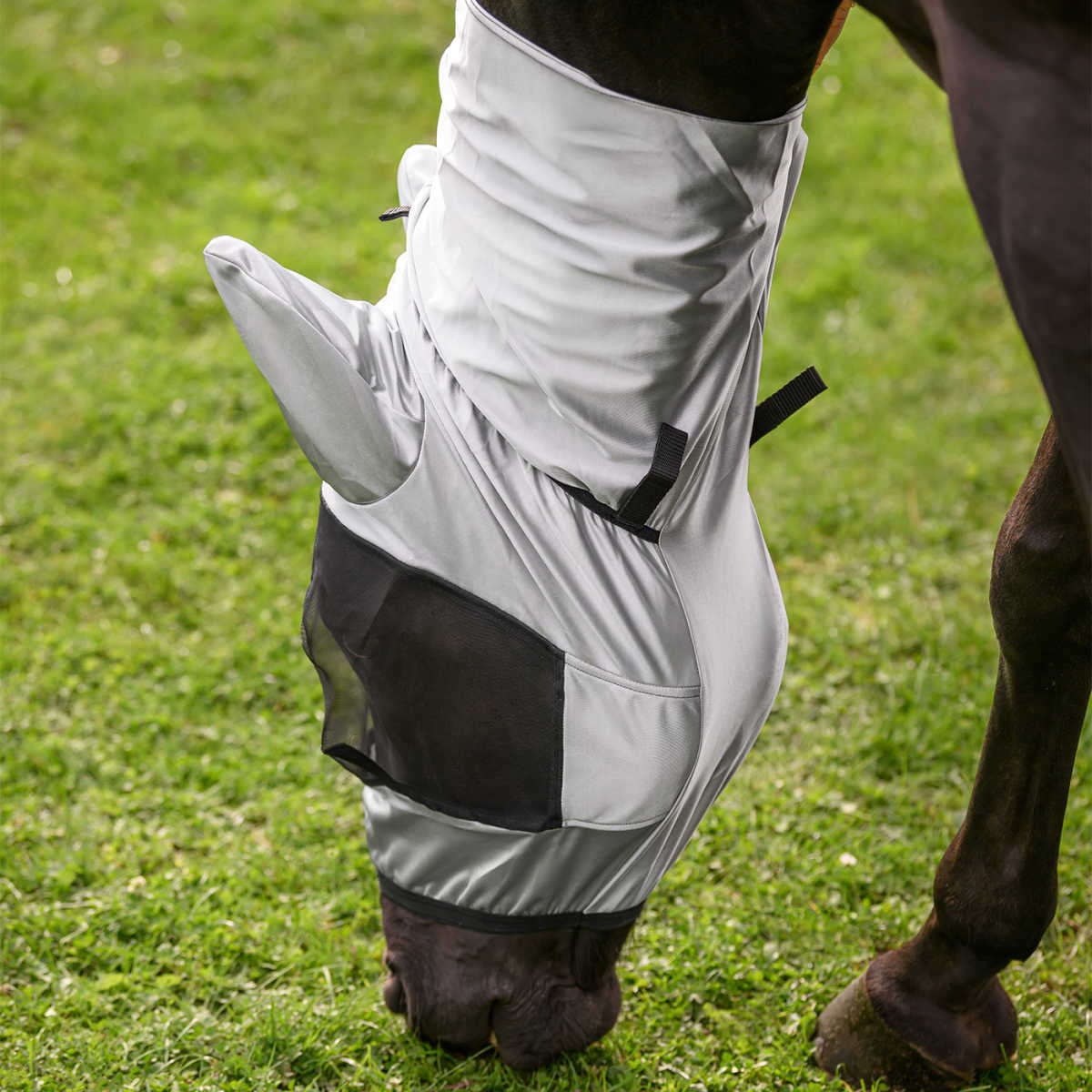 Eksemhuva Waldhausen, flera färger