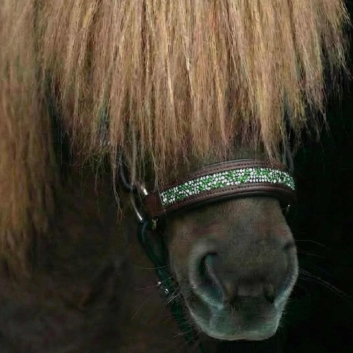 Träns Celtic Verdi med remontnosgrimma, dekorerat med grönskimrande kristaller