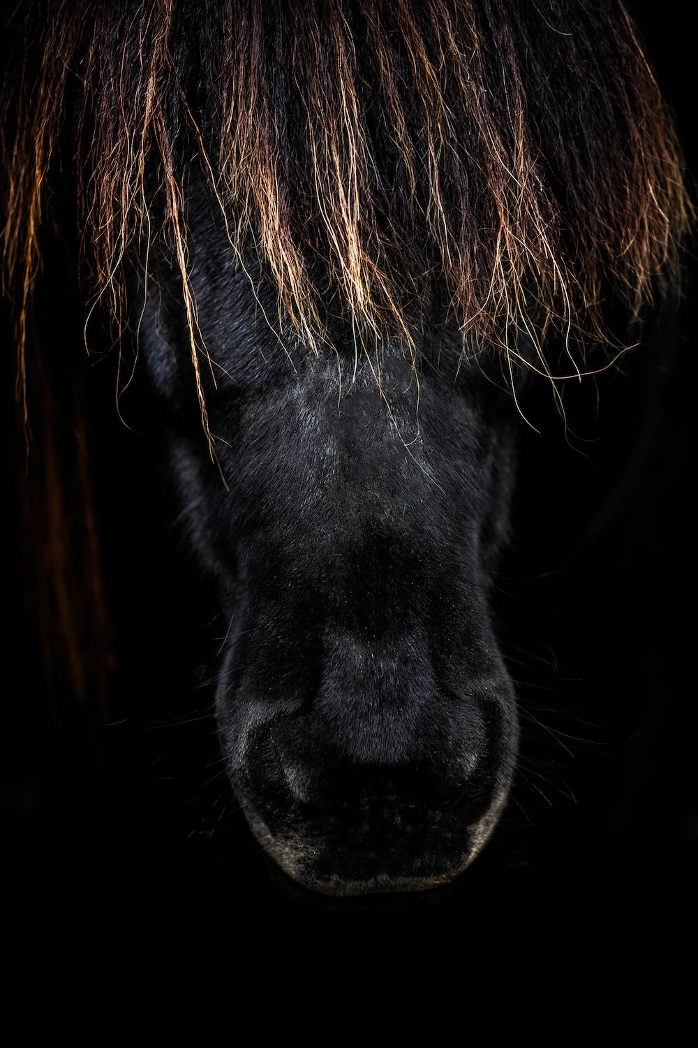 Print - Pannlugg - Tölta.se