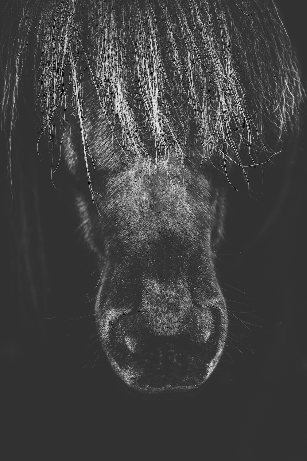 Print -Pannlugg - Tölta.se