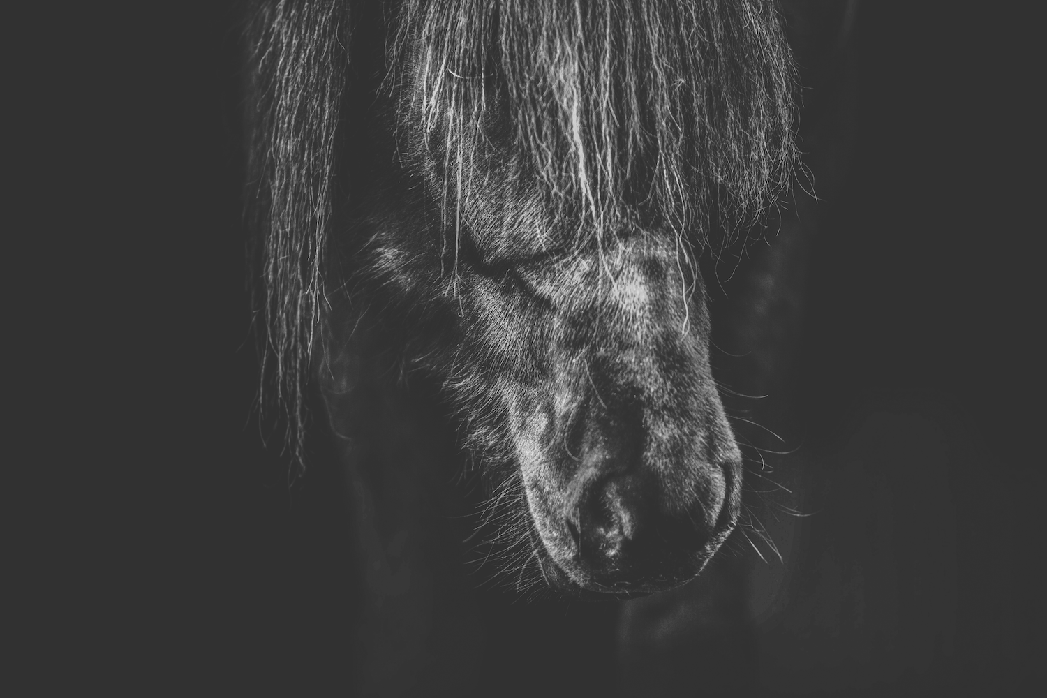 Print - Ansikte - Tölta.se