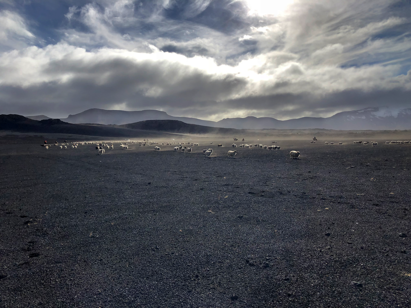 Print - Fårflock i lavasanden - Tölta.se