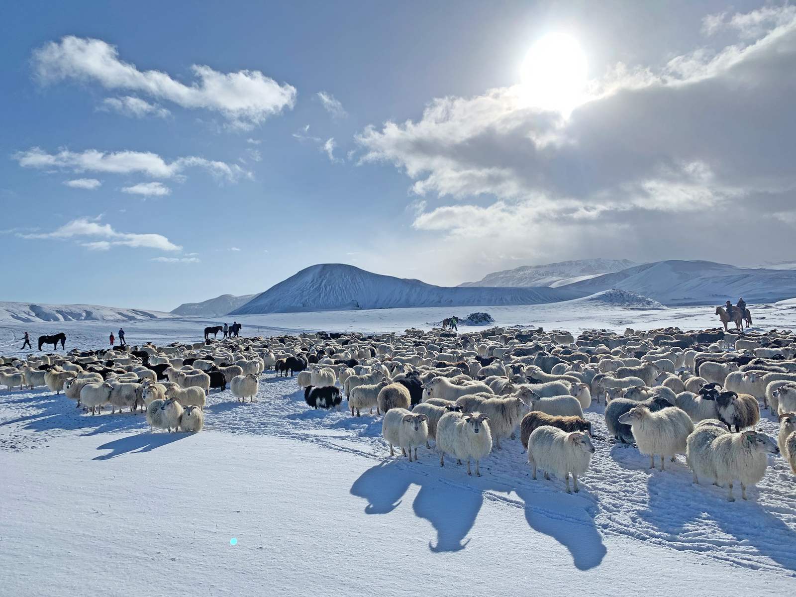 Print - Fårvallning i solen - Tölta.se