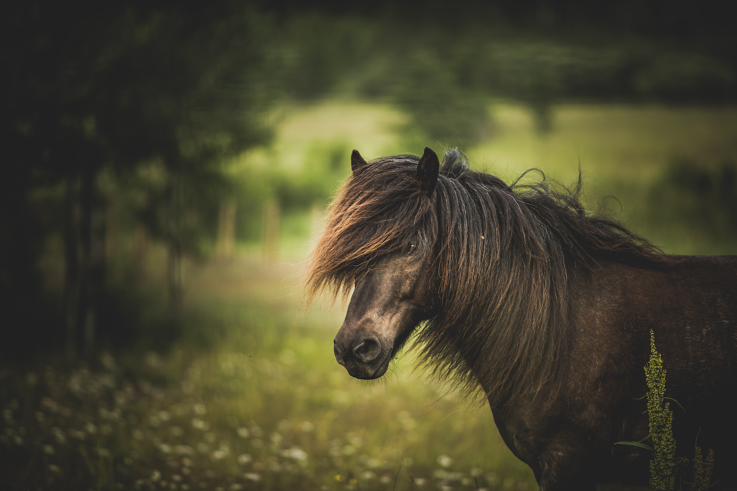 Print - Häst på äng - Tölta.se