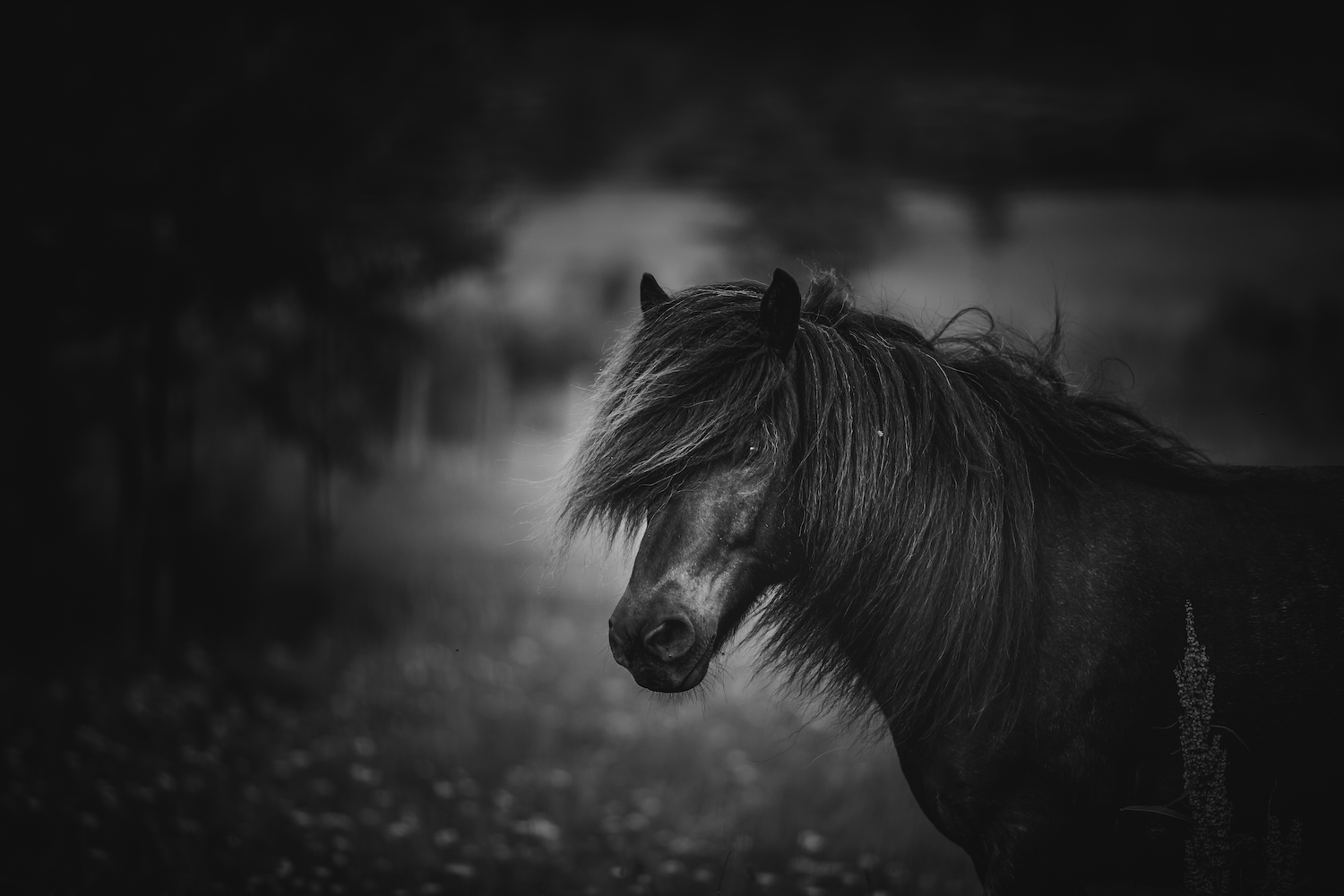 Print - Häst på äng - Tölta.se