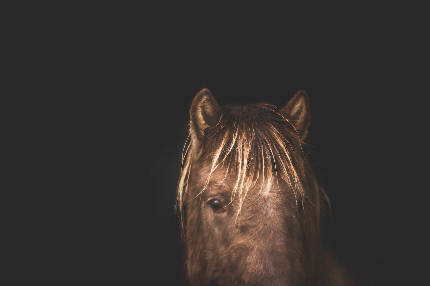 Print - Ansikte - Tölta.se