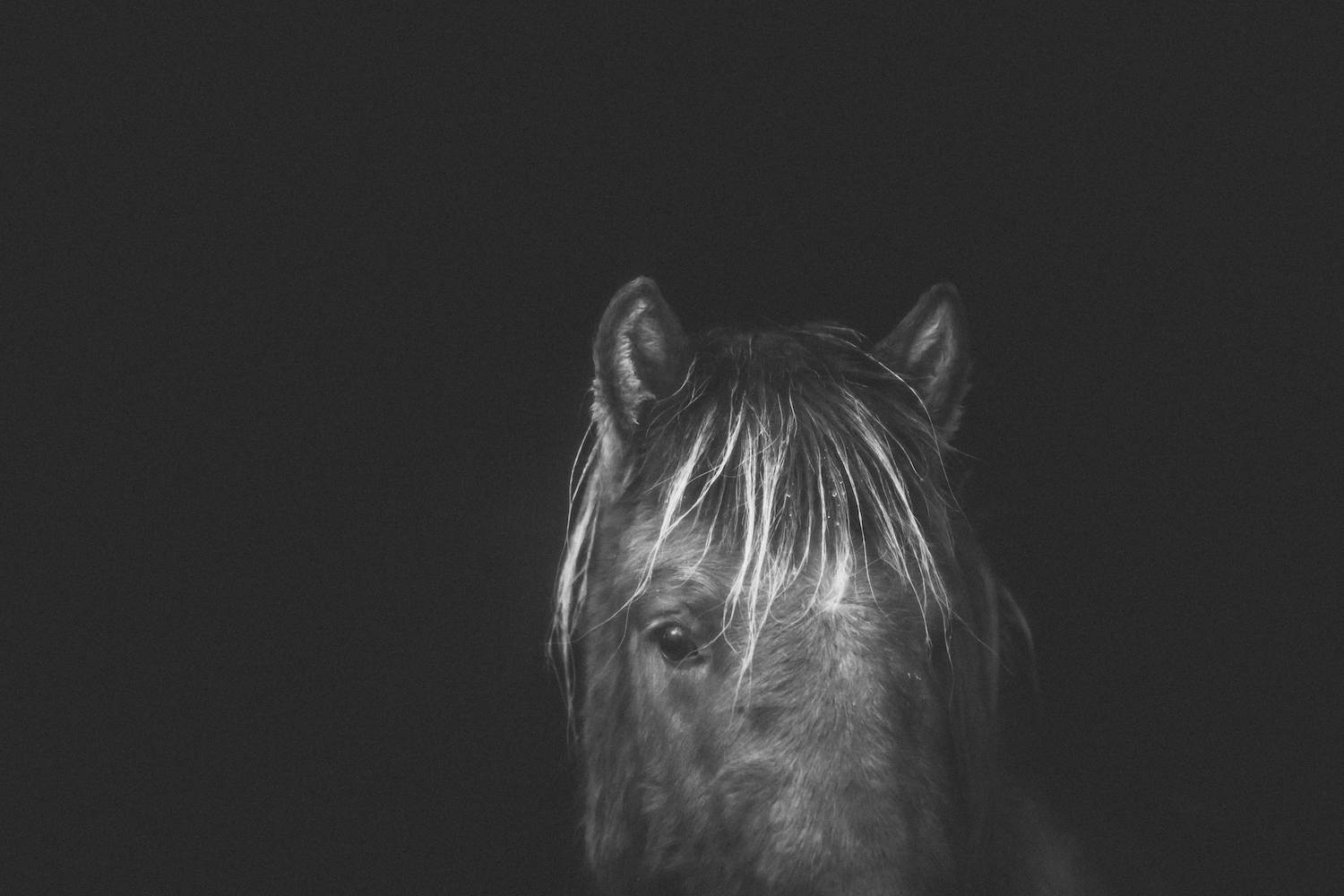 Print - Ansikte - Tölta.se