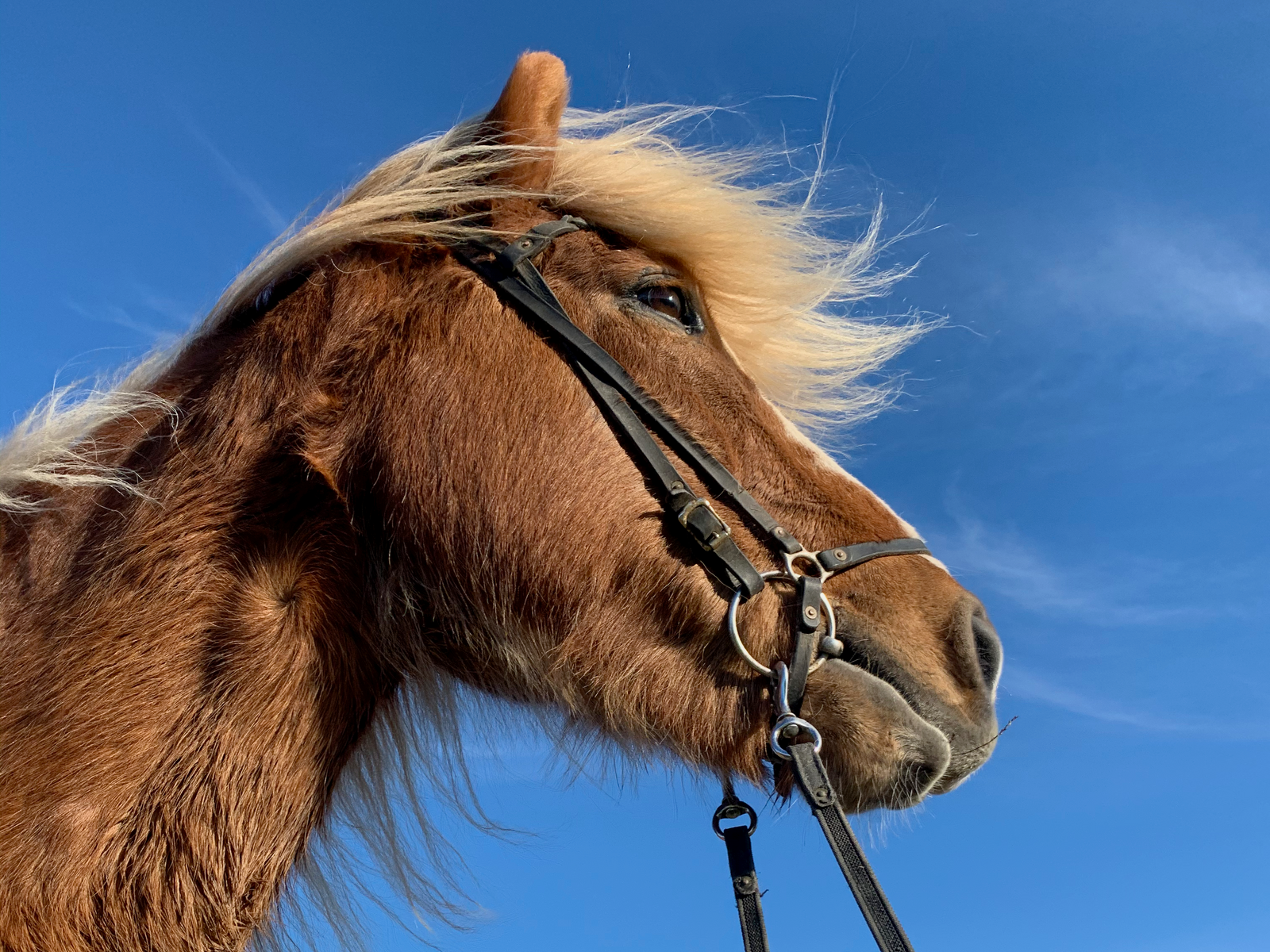 Print - Fux spanar i horisonten - Tölta.se