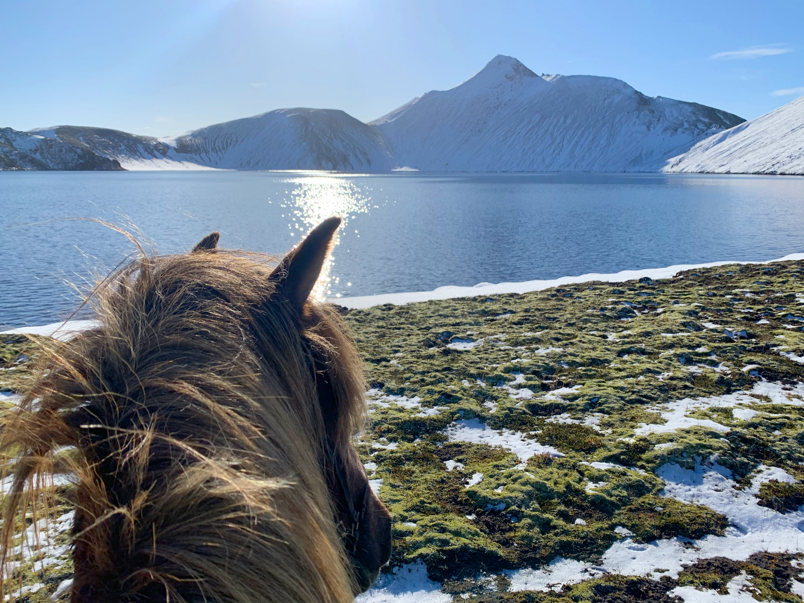 Print - Häst vid sjön - Tölta.se