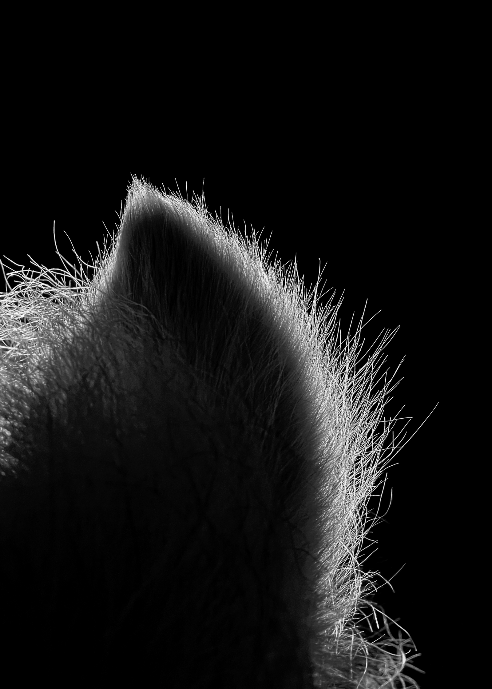 Print - Öra - Tölta.se