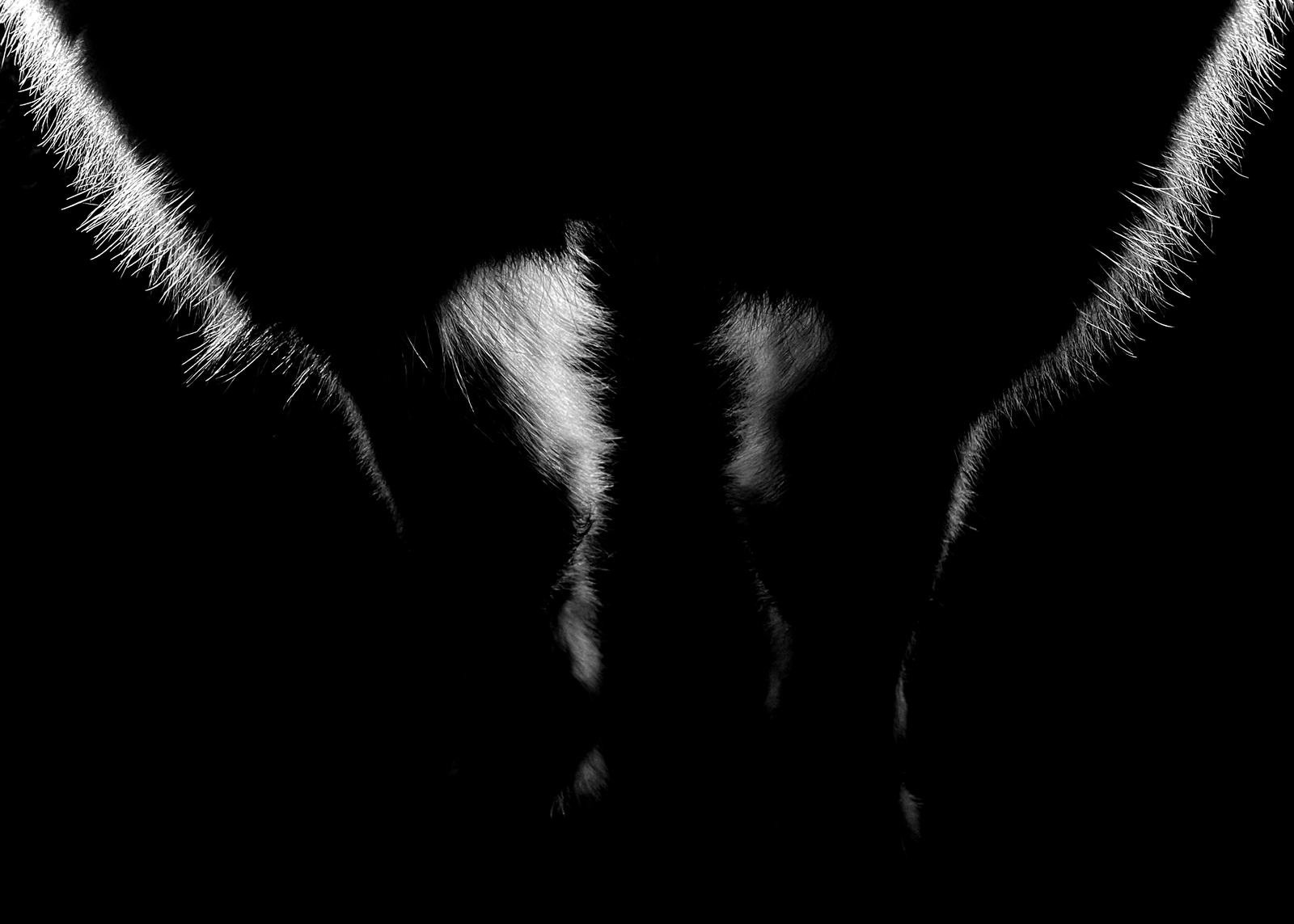 Print - Bog - Tölta.se