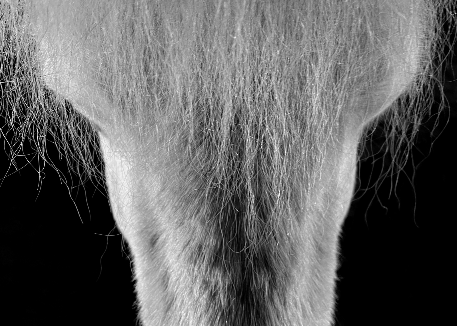 Print - Nosrygg - Tölta.se