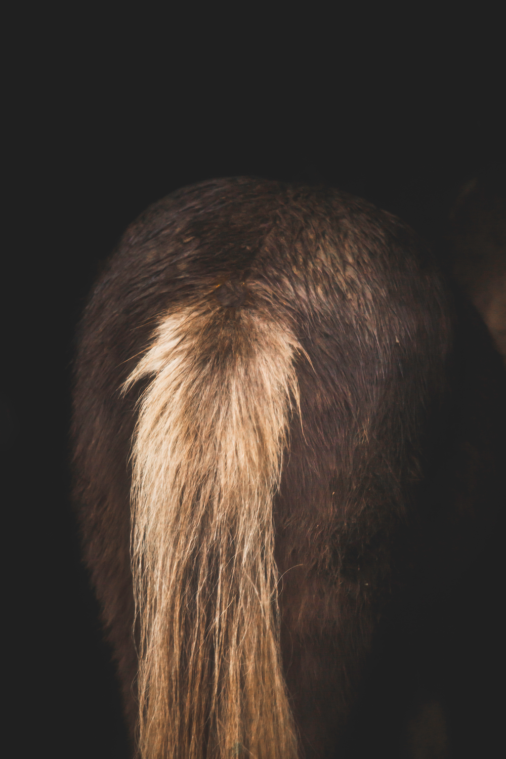 Print - Rumpa - Tölta.se