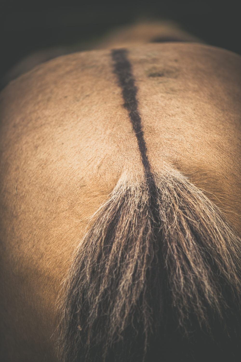 Print - Rumpa - Tölta.se