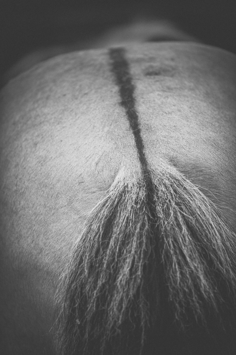 Print - Rumpa - Tölta.se