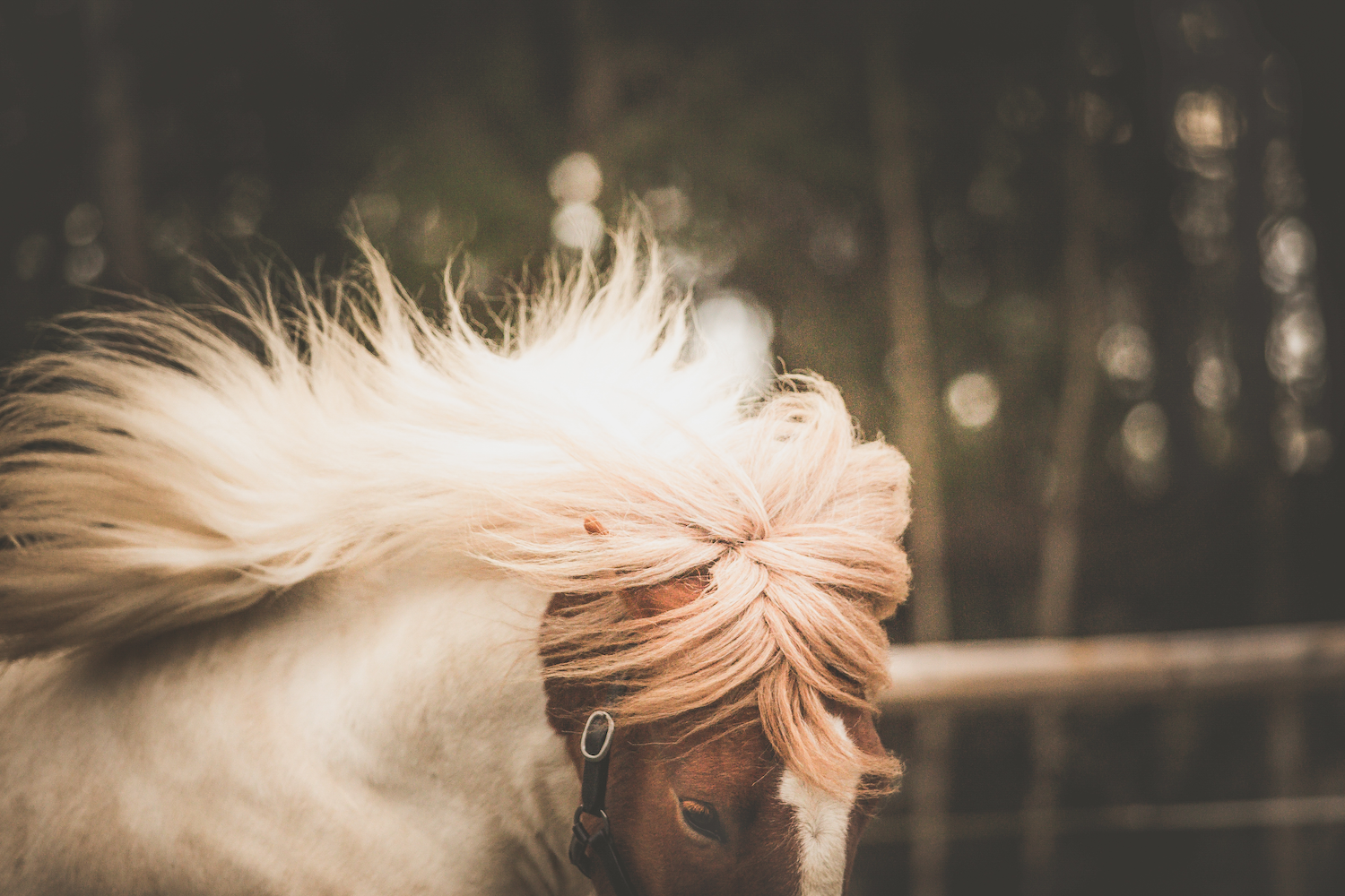 Print - Töltande skäck - Tölta.se