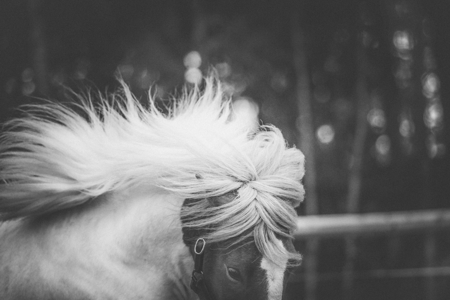 Print - Töltande skäck - Tölta.se