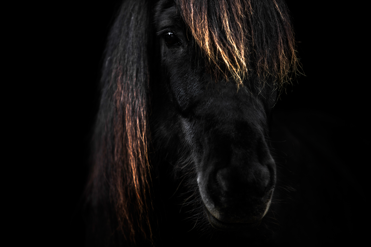 Print - Ansikte - Tölta.se