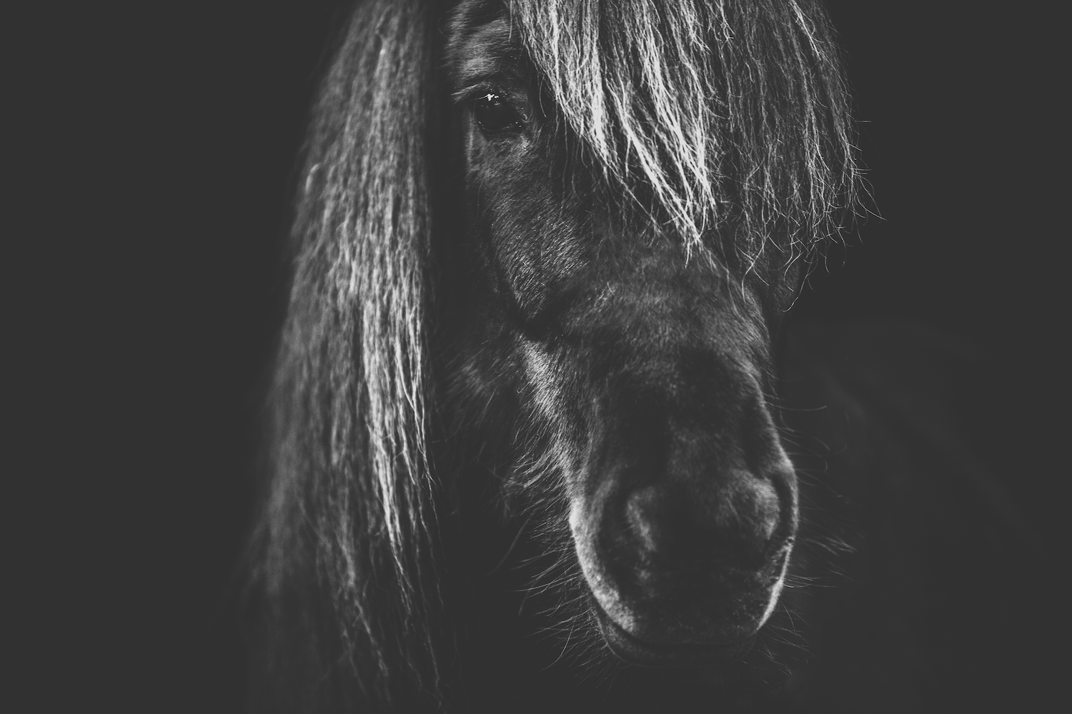 Print - Ansikte - Tölta.se