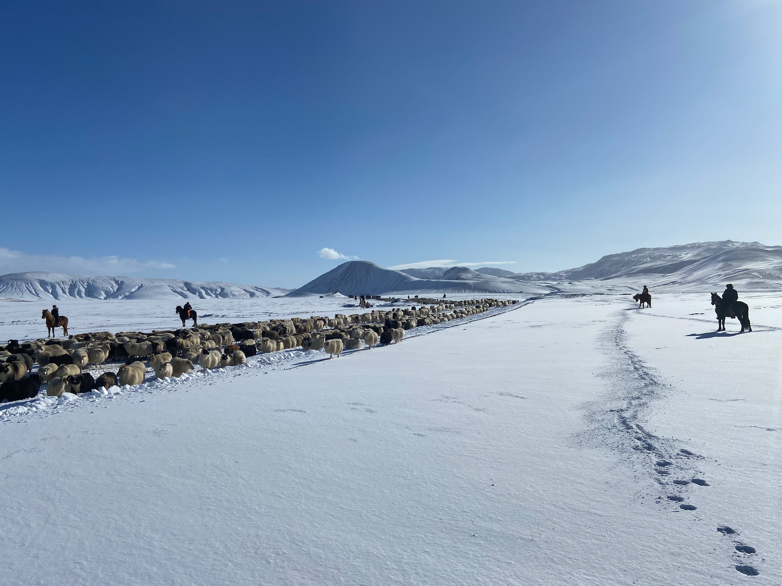Print - Fårvallning - Tölta.se
