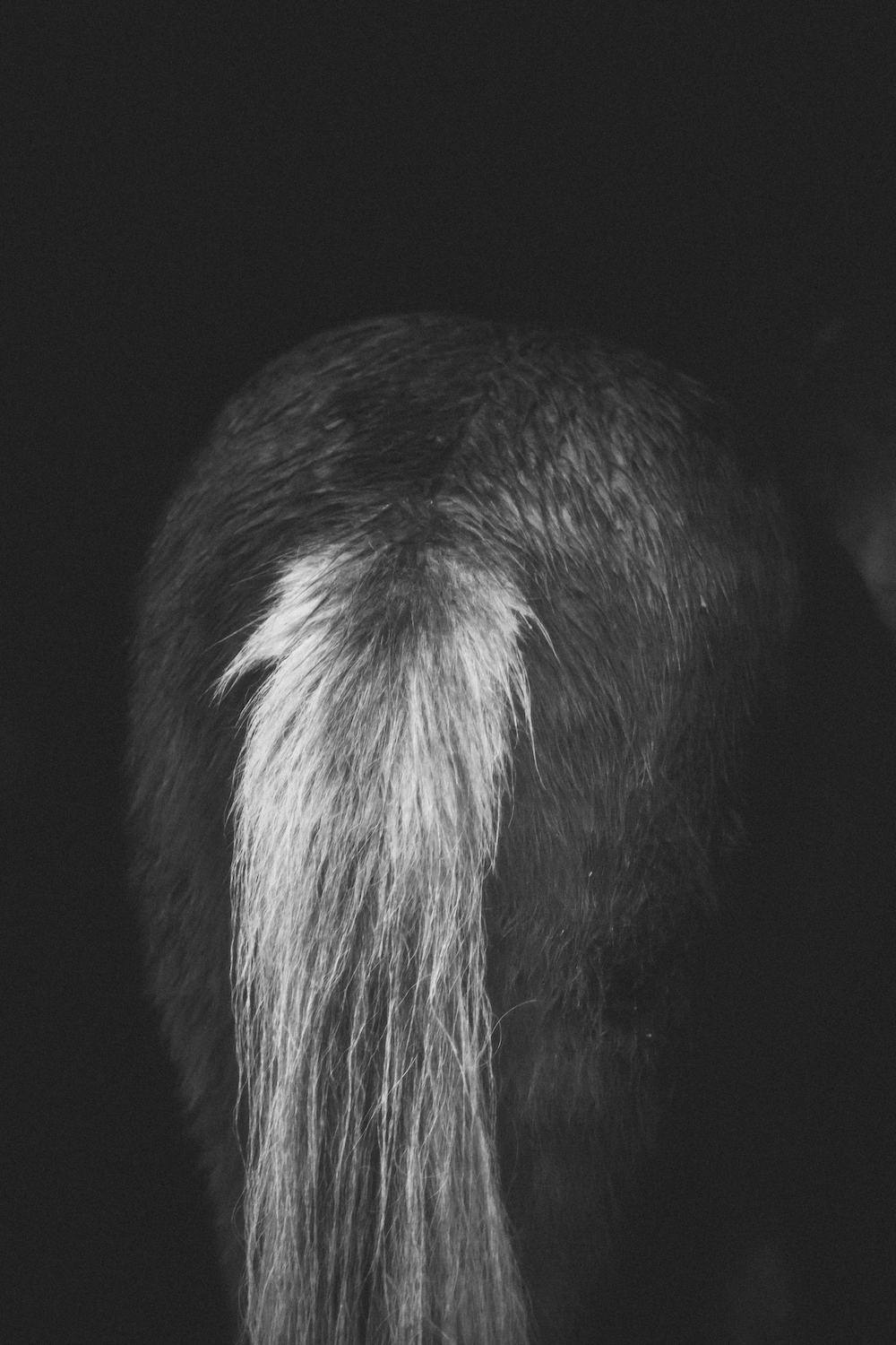 Print - Rumpa - Tölta.se